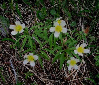 Image of Anemone uralensis Fisch. ex DC.