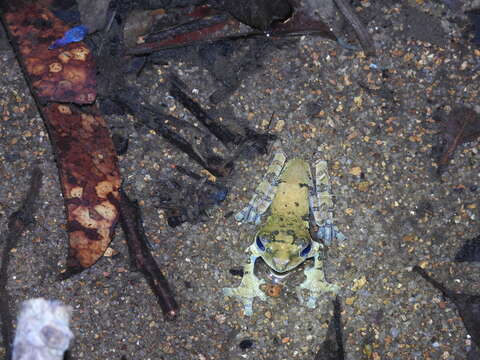 Image of Kalakkad tree frog