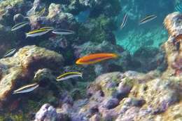 Image of Yellowhead Wrasse