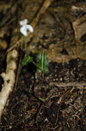 Image of Disperis tripetaloides (Thouars) Lindl.