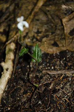 Image of Disperis tripetaloides (Thouars) Lindl.