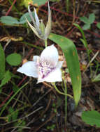 Image of Selway mariposa lily