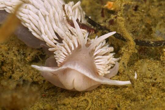 Image de Aeolidiella drusilla Bergh 1900