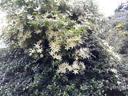 Image of Clematis forsteri J. F. Gmel.