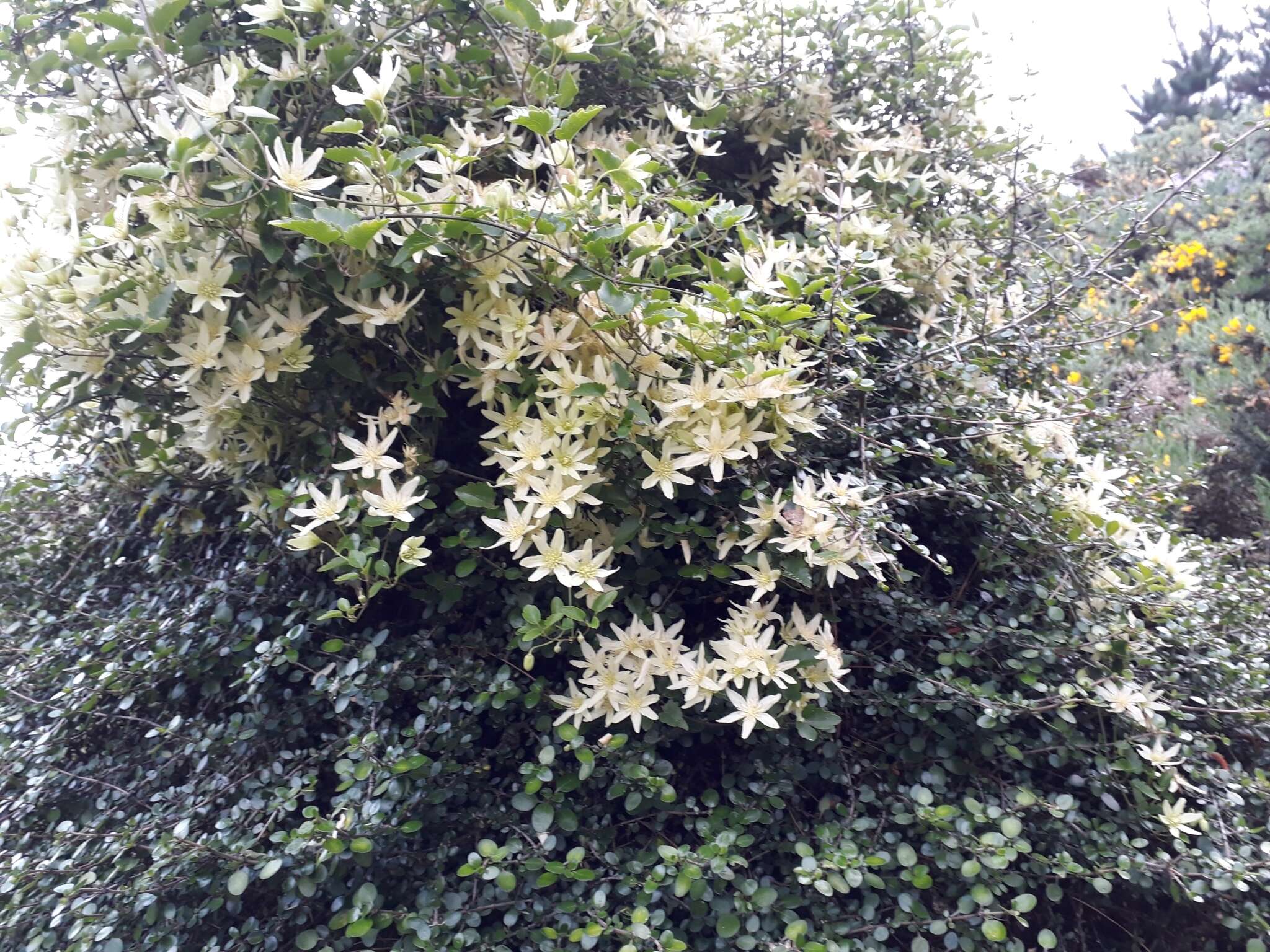 صورة Clematis forsteri J. F. Gmel.