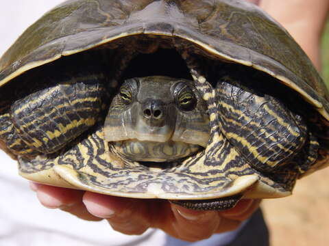 Image of Alabama Map Turtle