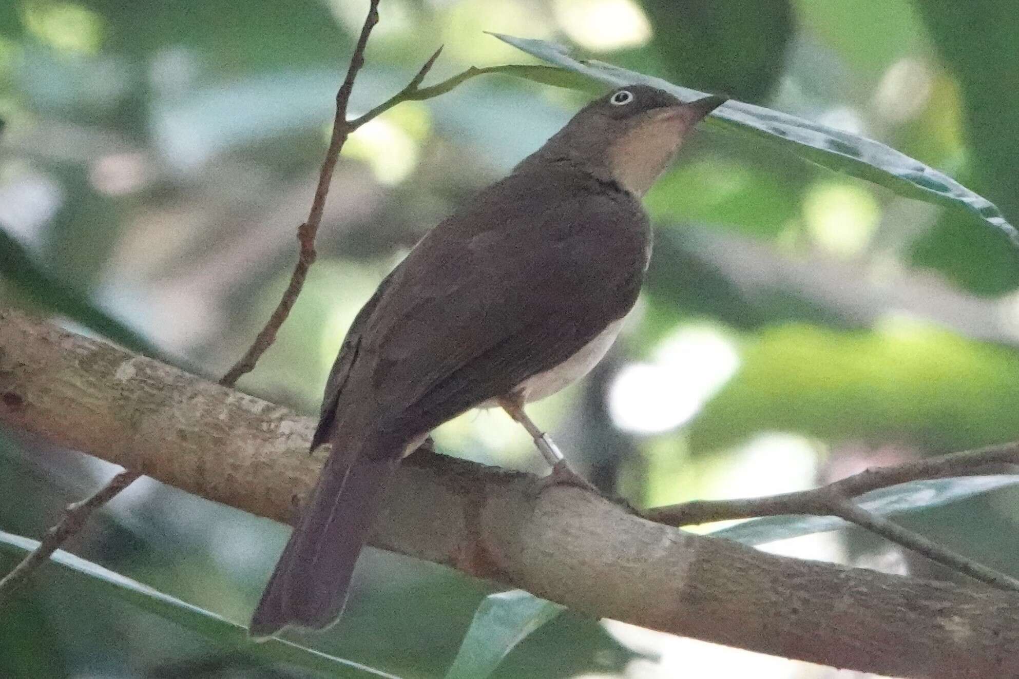 Image of Cream-vented Bulbul