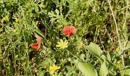 Imagem de Lathyrus pseudocicera Pamp.