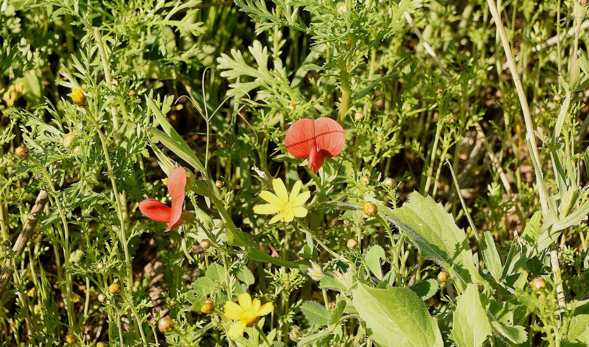 Imagem de Lathyrus pseudocicera Pamp.