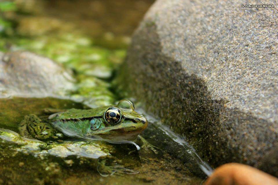 Image of Lithobates bwana (Hillis & de Sá 1988)