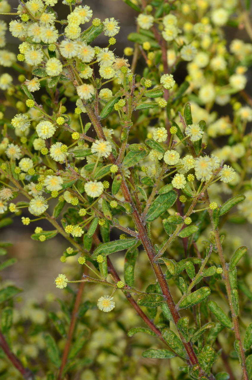 Image of Acacia aspera subsp. parviceps N. G. Walsh