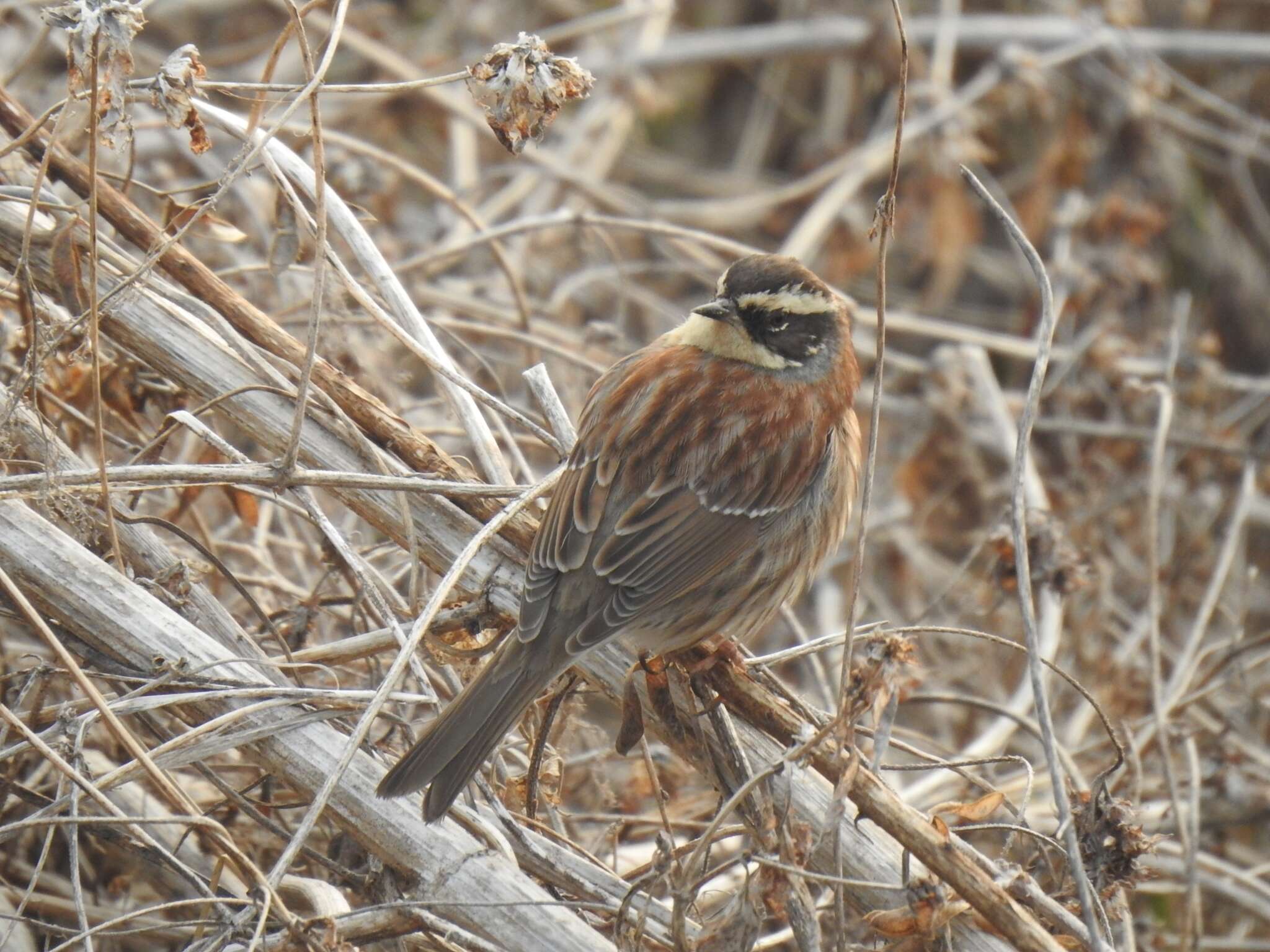 Image of Siberian Accentor