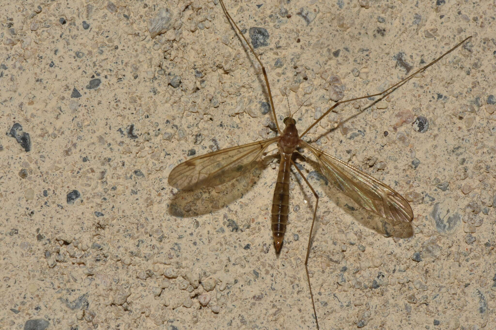 Tipula (Lunatipula) helvola Loew 1873的圖片