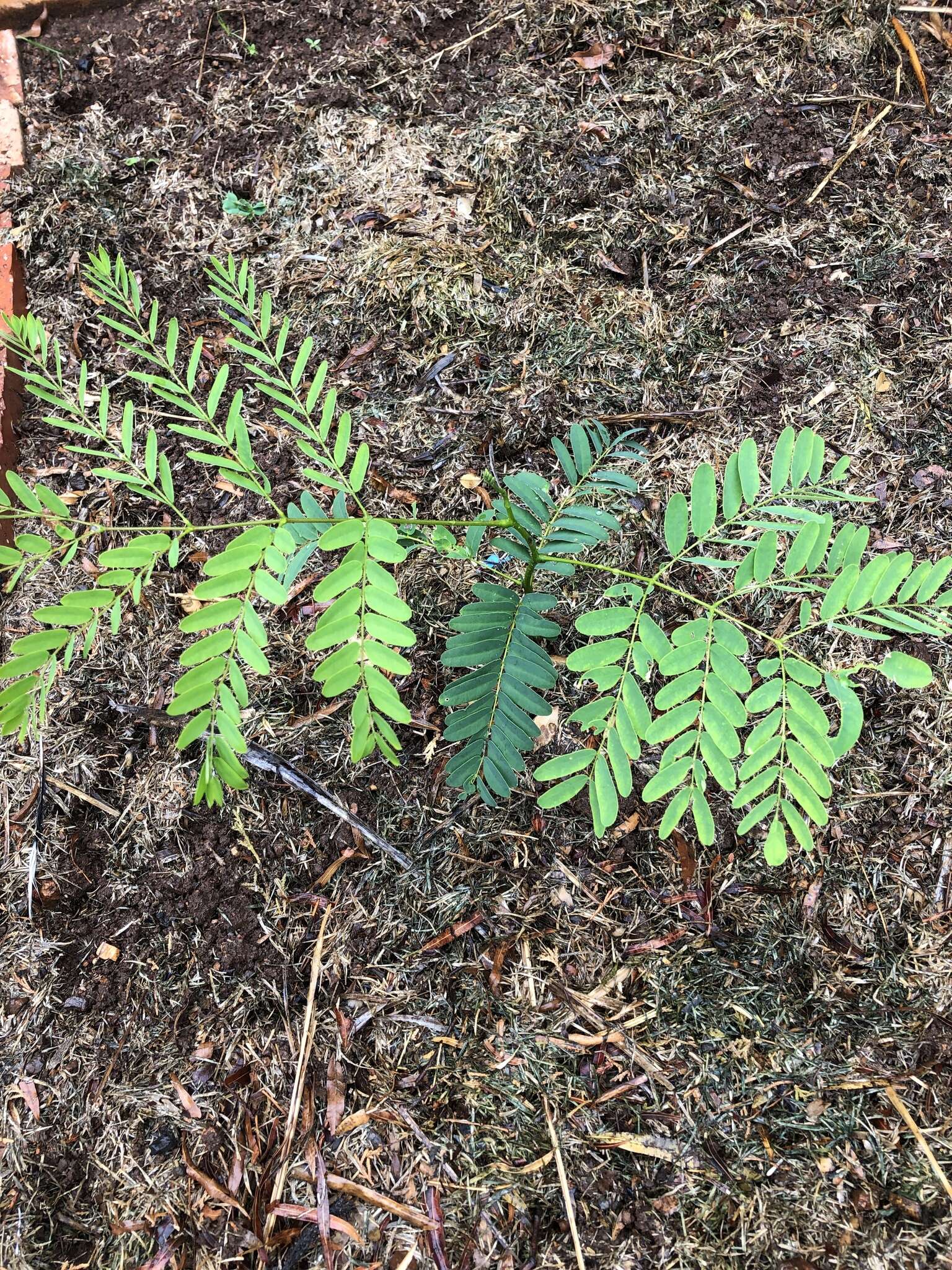 Слика од Acacia elata A. Cunn. ex Benth.