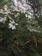 Image of Daisy tree