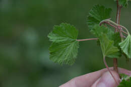 Image of delicious raspberry