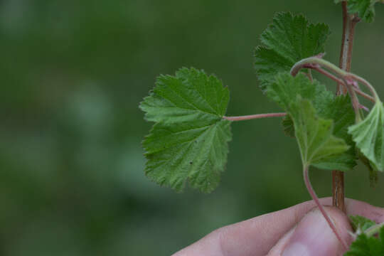 Image of delicious raspberry