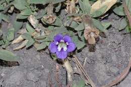 Image of Aptosimum decumbens Schinz