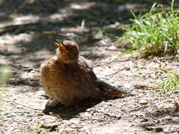 Turdus merula merula Linnaeus 1758 resmi