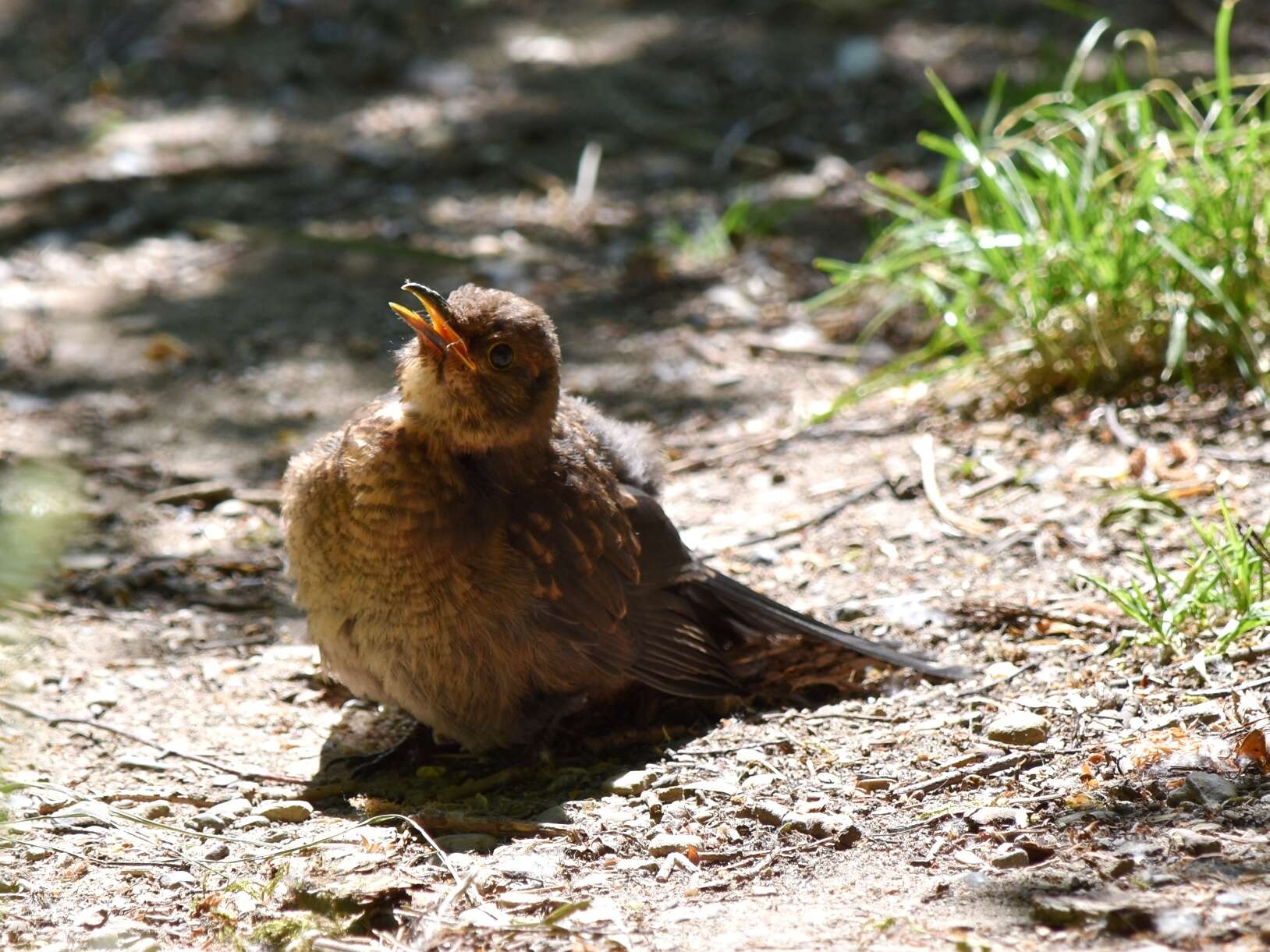 Turdus merula merula Linnaeus 1758 resmi