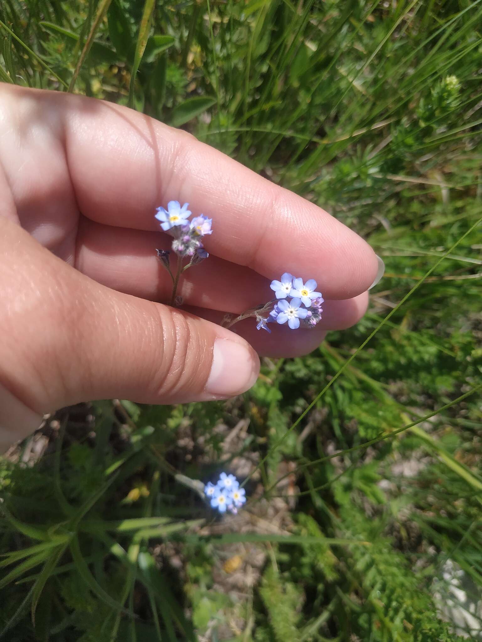 Plancia ëd Myosotis lithospermifolia (Willd.) Hornem.