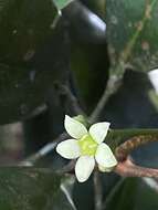 Image of Esenbeckia grandiflora Mart.