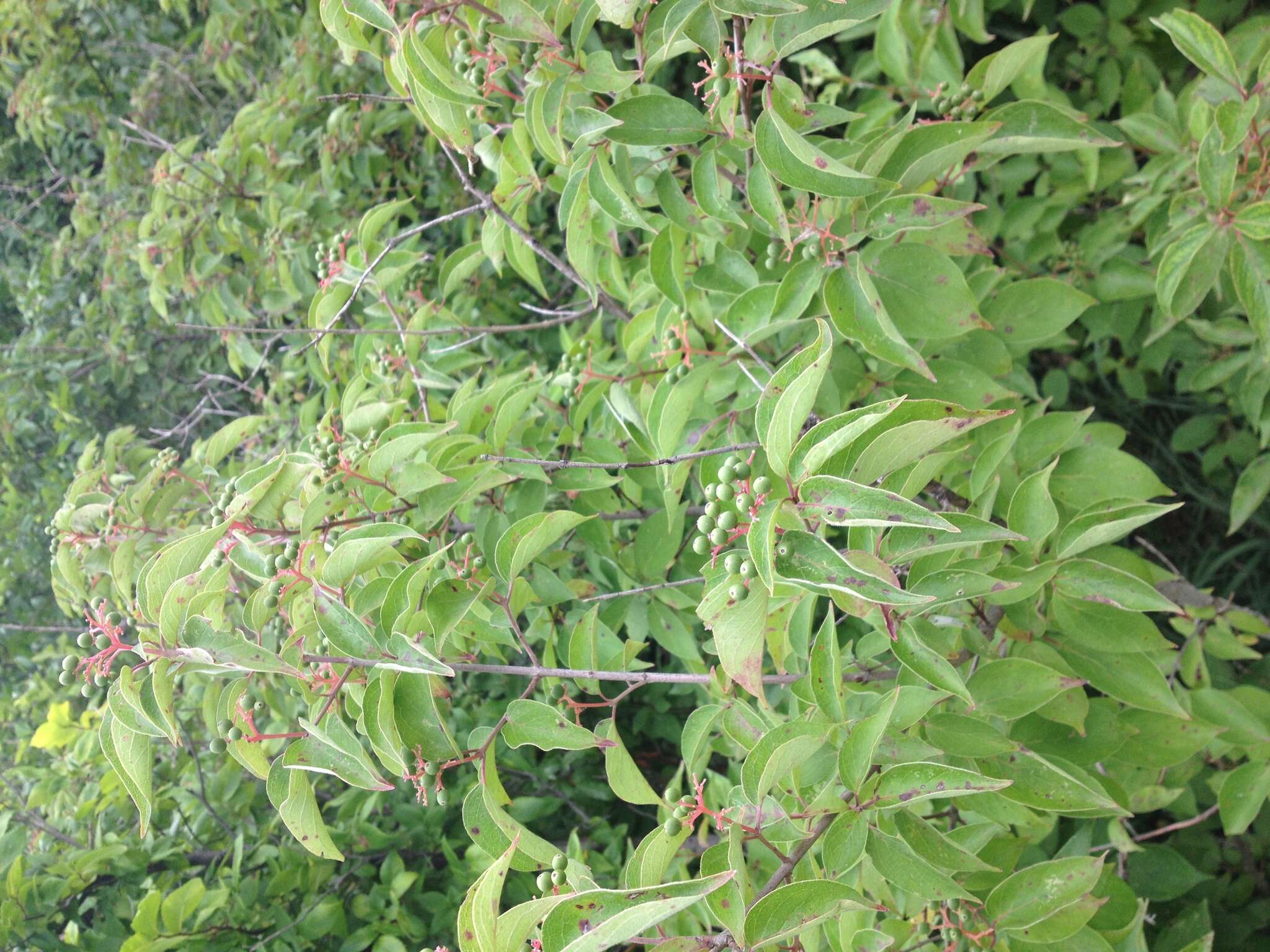 Plancia ëd Cornus drummondii C. A. Mey.