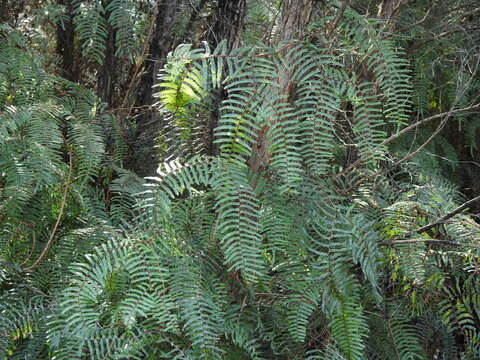 Image of Gleichenia microphylla R. Br.