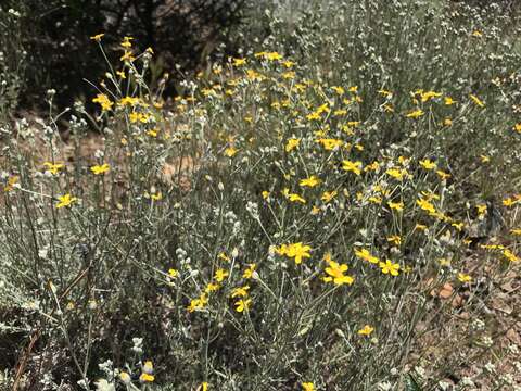 Image of Jepson's woolly sunflower