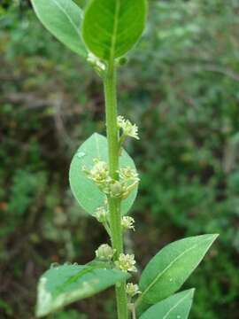 Image of Clutia hirsuta (Sond.) Müll. Arg.