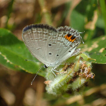 Image of Everes lacturnus rileyi