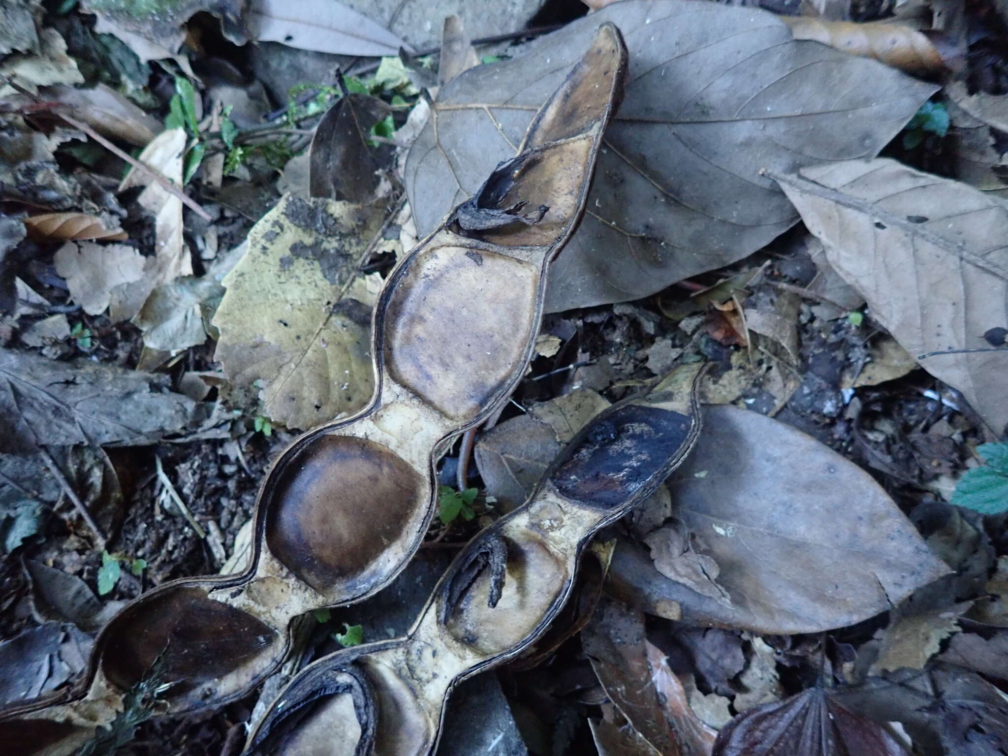 Imagem de Mucuna macrocarpa Wall.