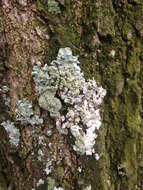 Image of Showman's hypotrachyna lichen