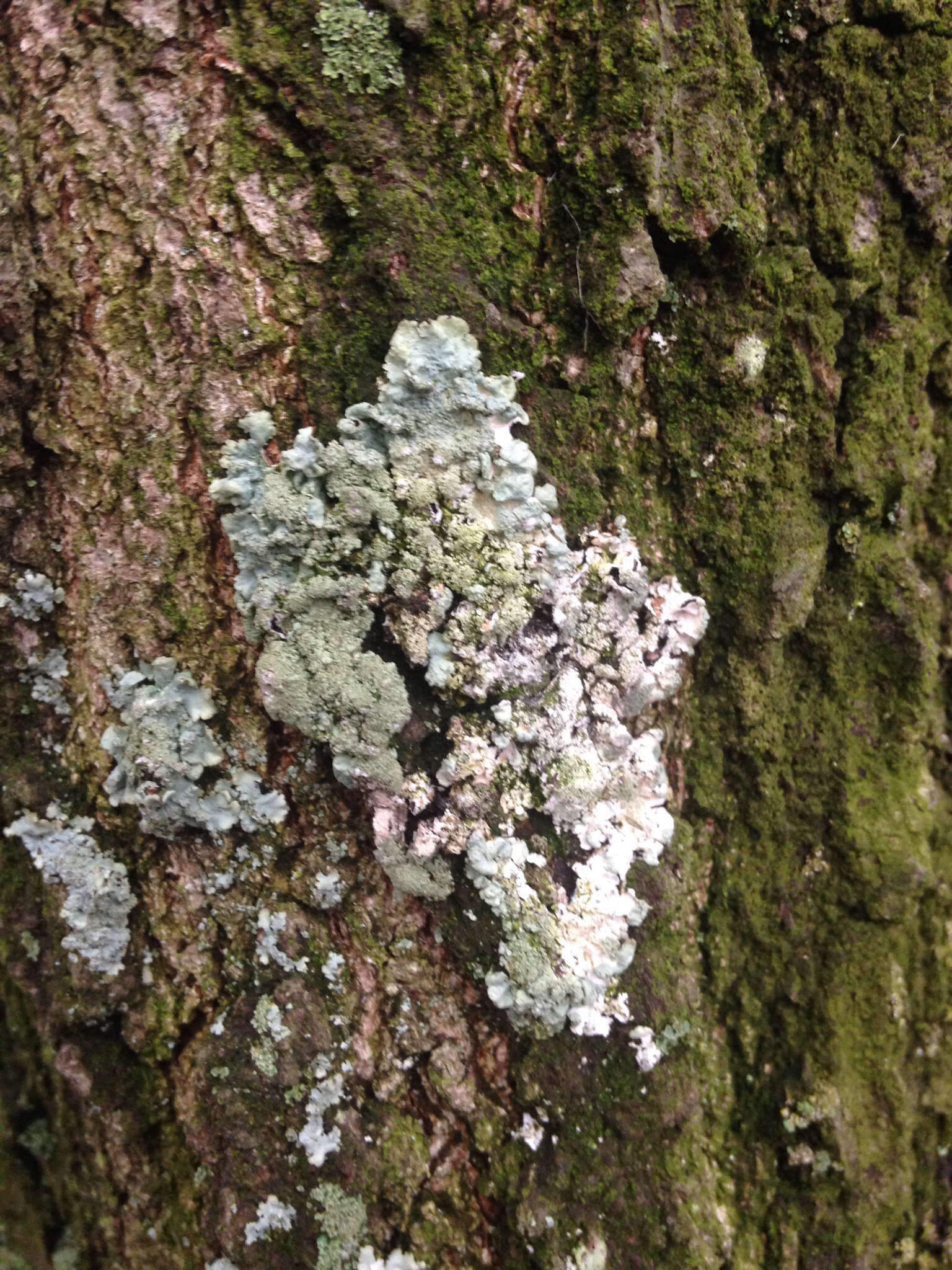 Image of Showman's hypotrachyna lichen