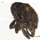 Image of Hyperiosoma falcatum Lea 1902