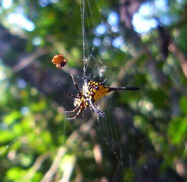 Image of Gasteracantha remifera Butler 1873