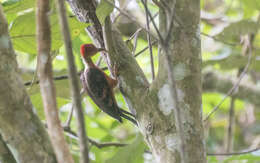 Image of Reinwardtipicus Bonaparte 1854