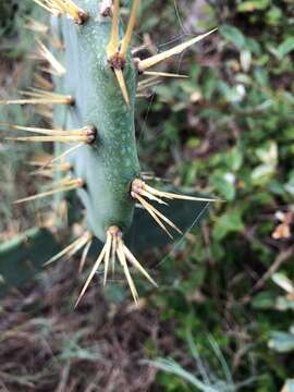 Image of Erect Prickly Pear