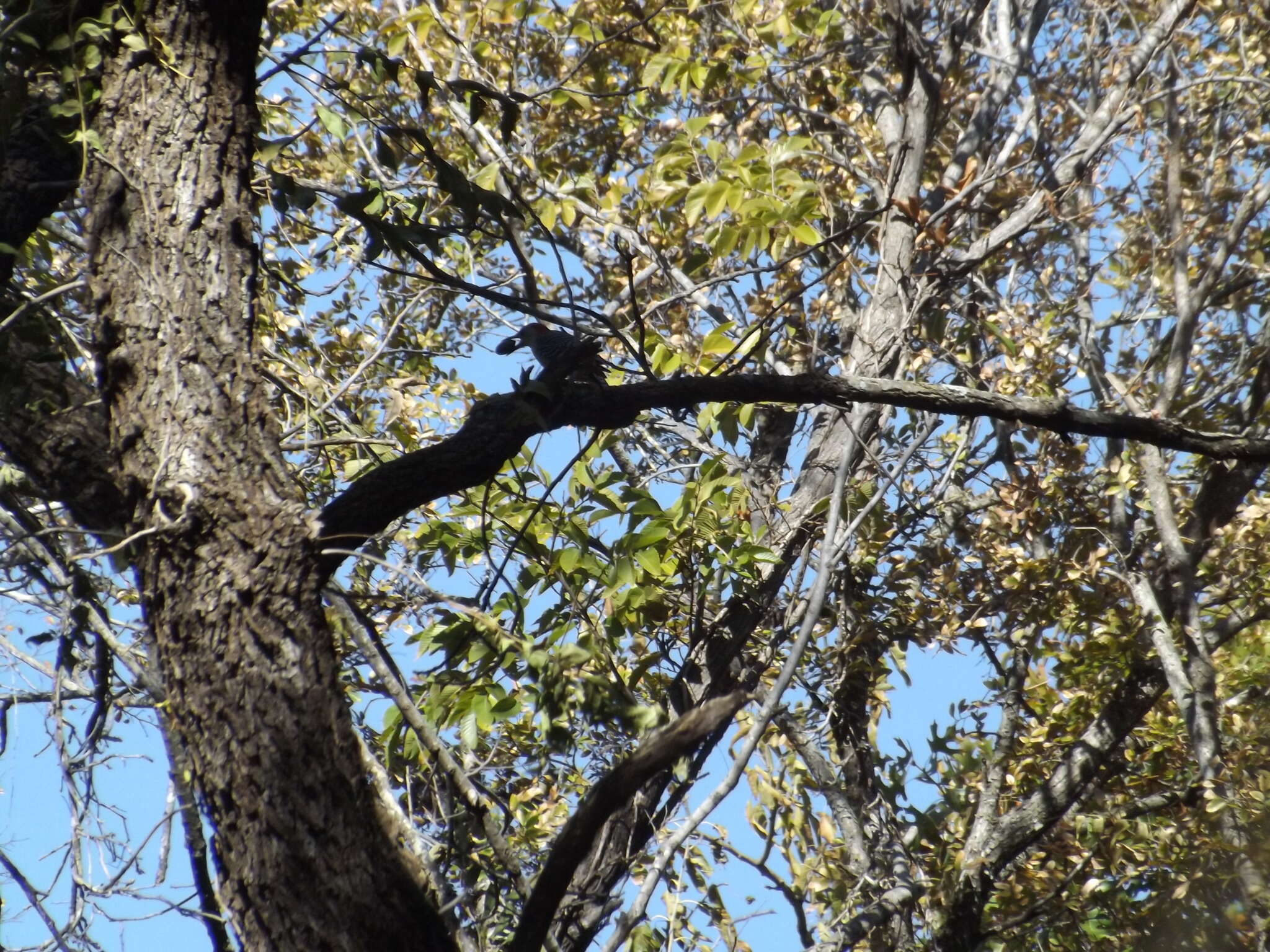 Image of Red-bellied Woodpecker