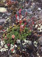 Image of Mackenzie River dwarf-primrose