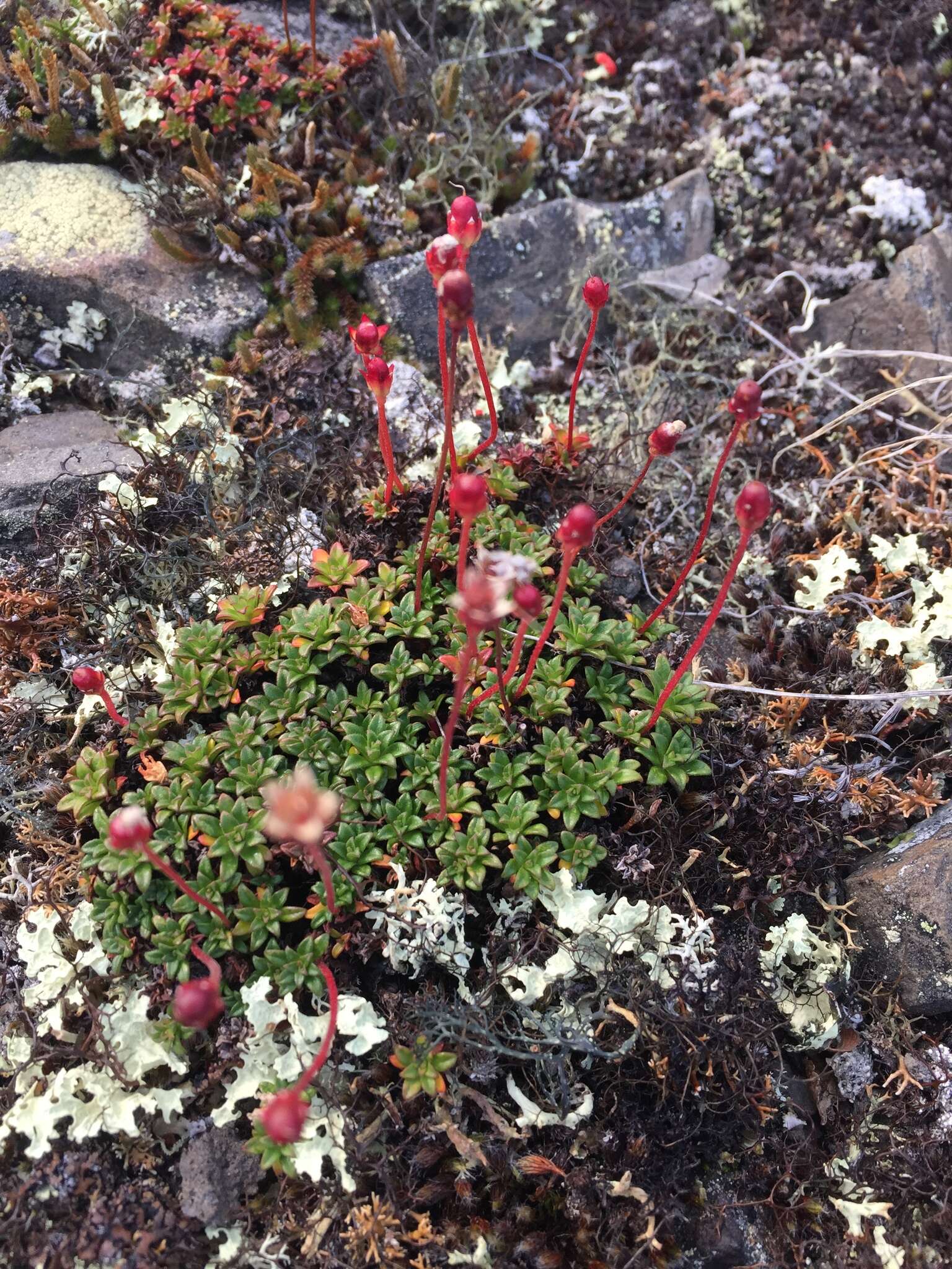 Image of Mackenzie River dwarf-primrose