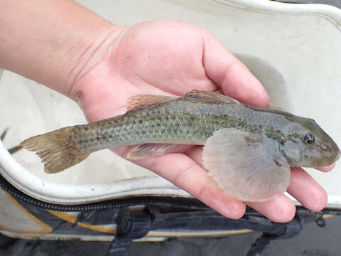 Image of loach gobies