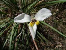 Image of Diplarrena moraea Labill.