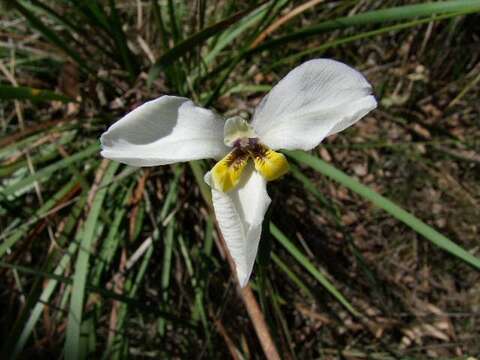 Image of Diplarrena moraea Labill.