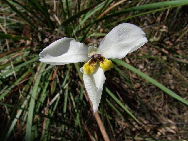 Imagem de Diplarrena moraea Labill.