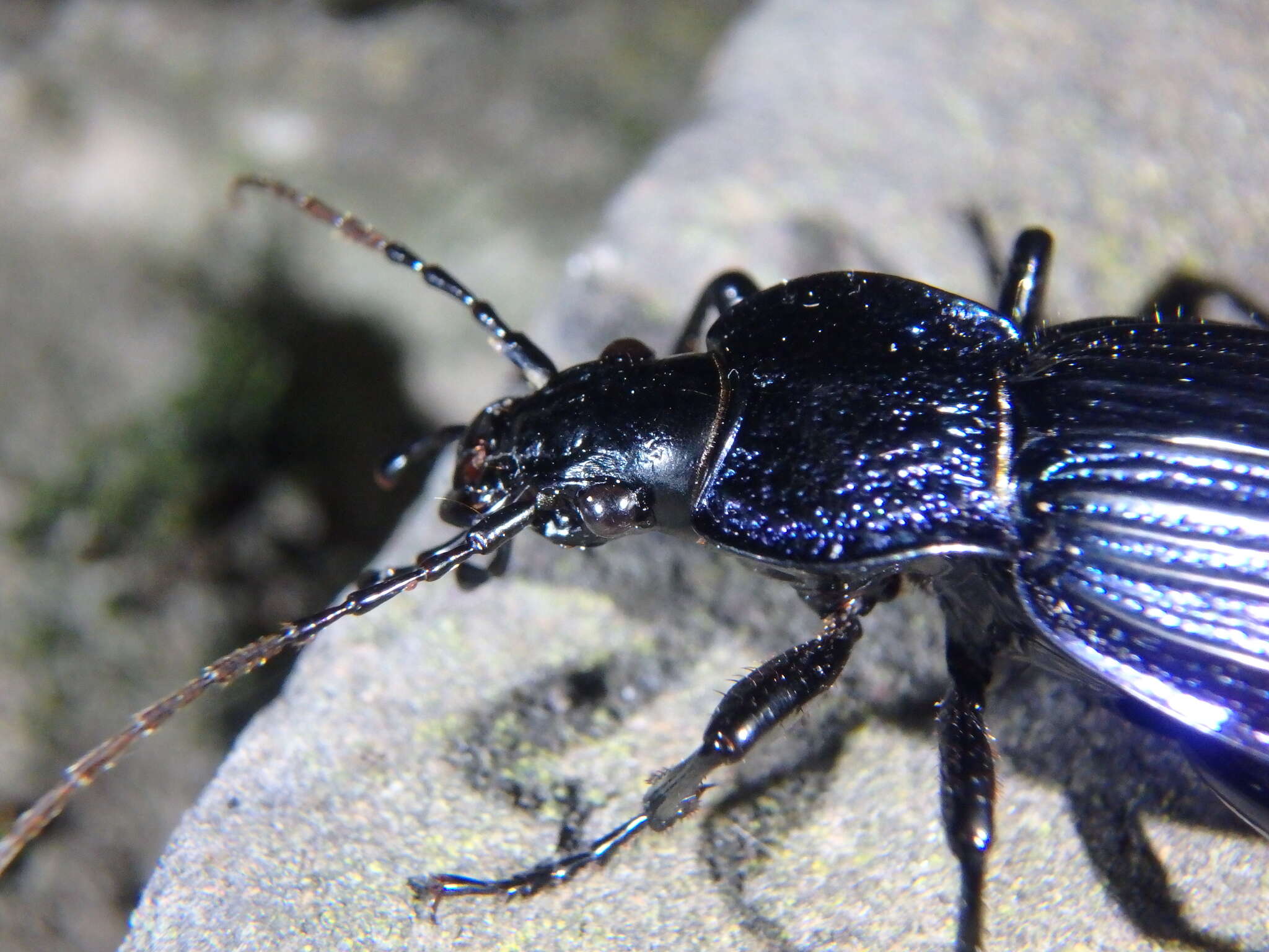 Carabus (Megodontus) exaratus Quensel ex Schönherr 1806 resmi