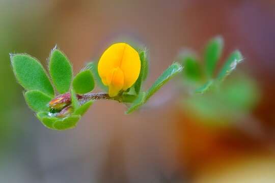 Image of Chilean bird's-foot trefoil