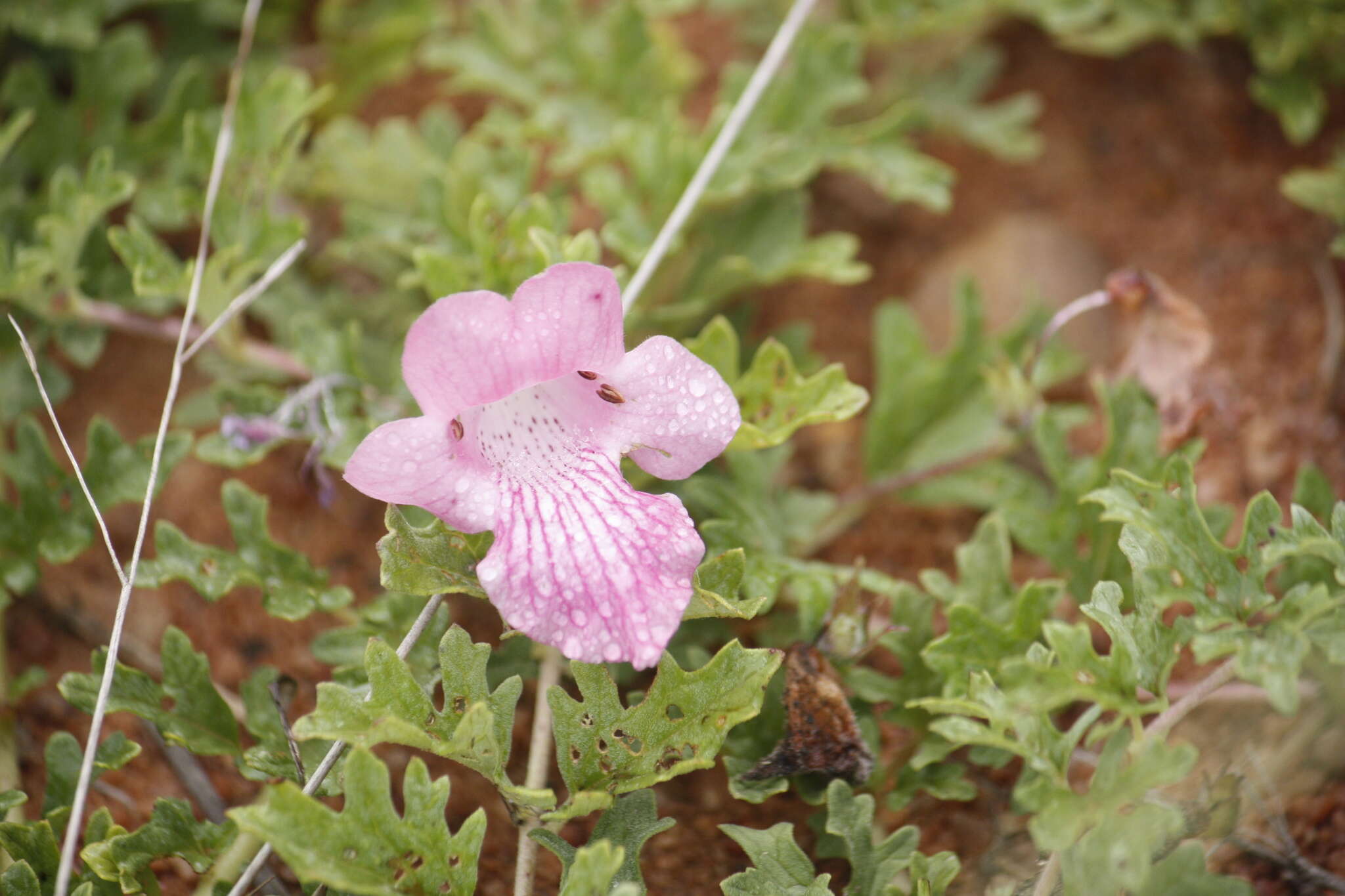 Plancia ëd Dicerocaryum senecioides (Klotzsch) Abels