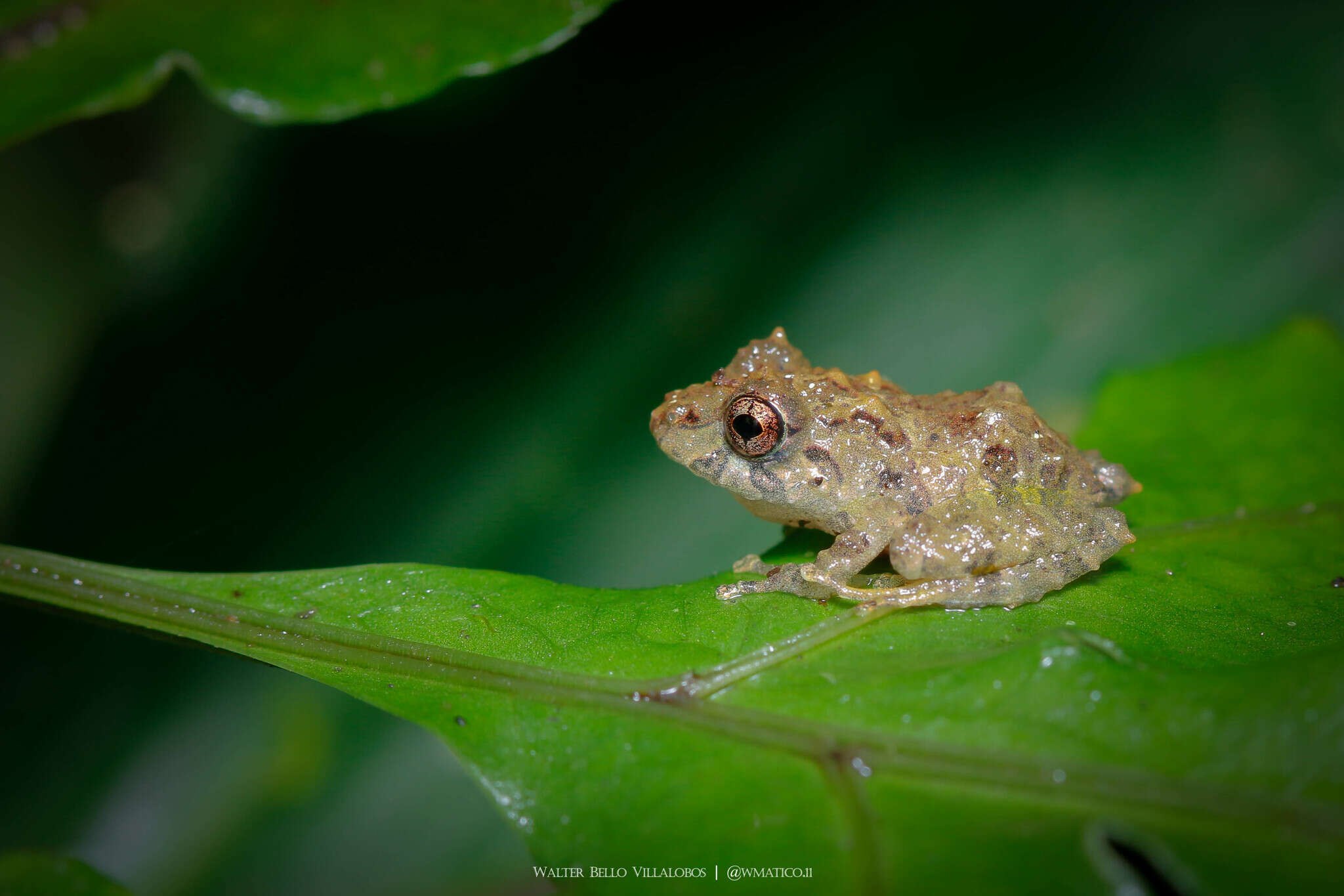 Image of Chiriqui Robber Frog