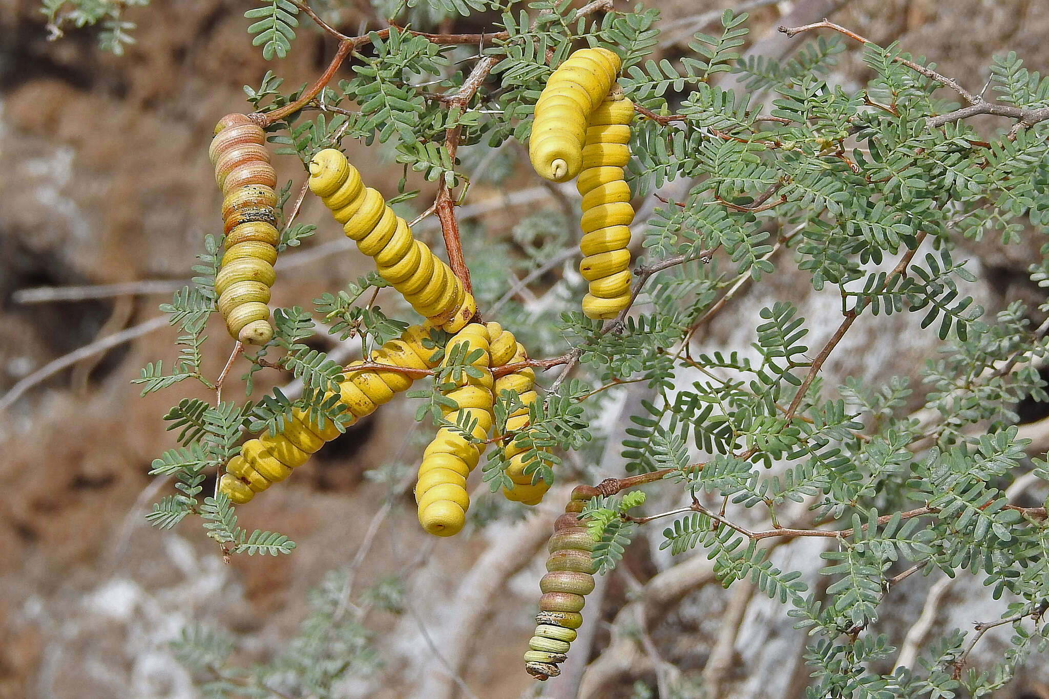 Image of Argentine screwbean